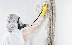 Best Black Mold Removal  in Beavercreek, OH